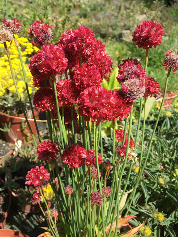 Armeria pseudarmeria 'Ballerina Red'